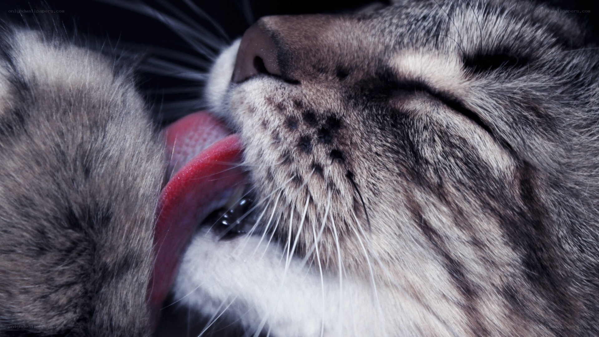 cat licking its paw