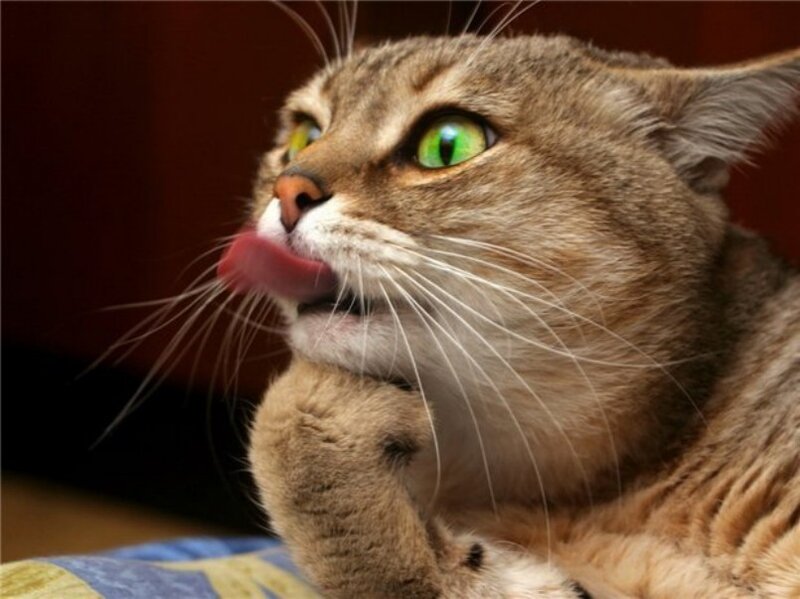 cat licking its paw