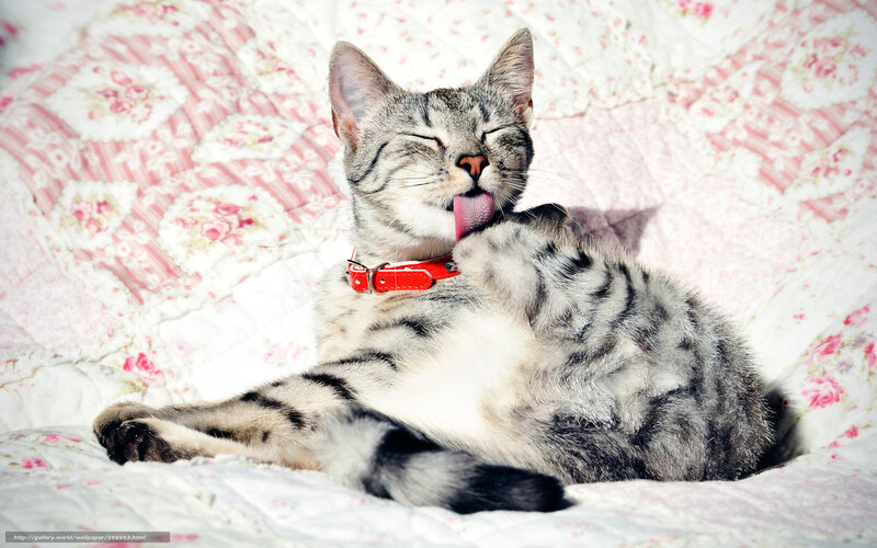 cat licking its paw