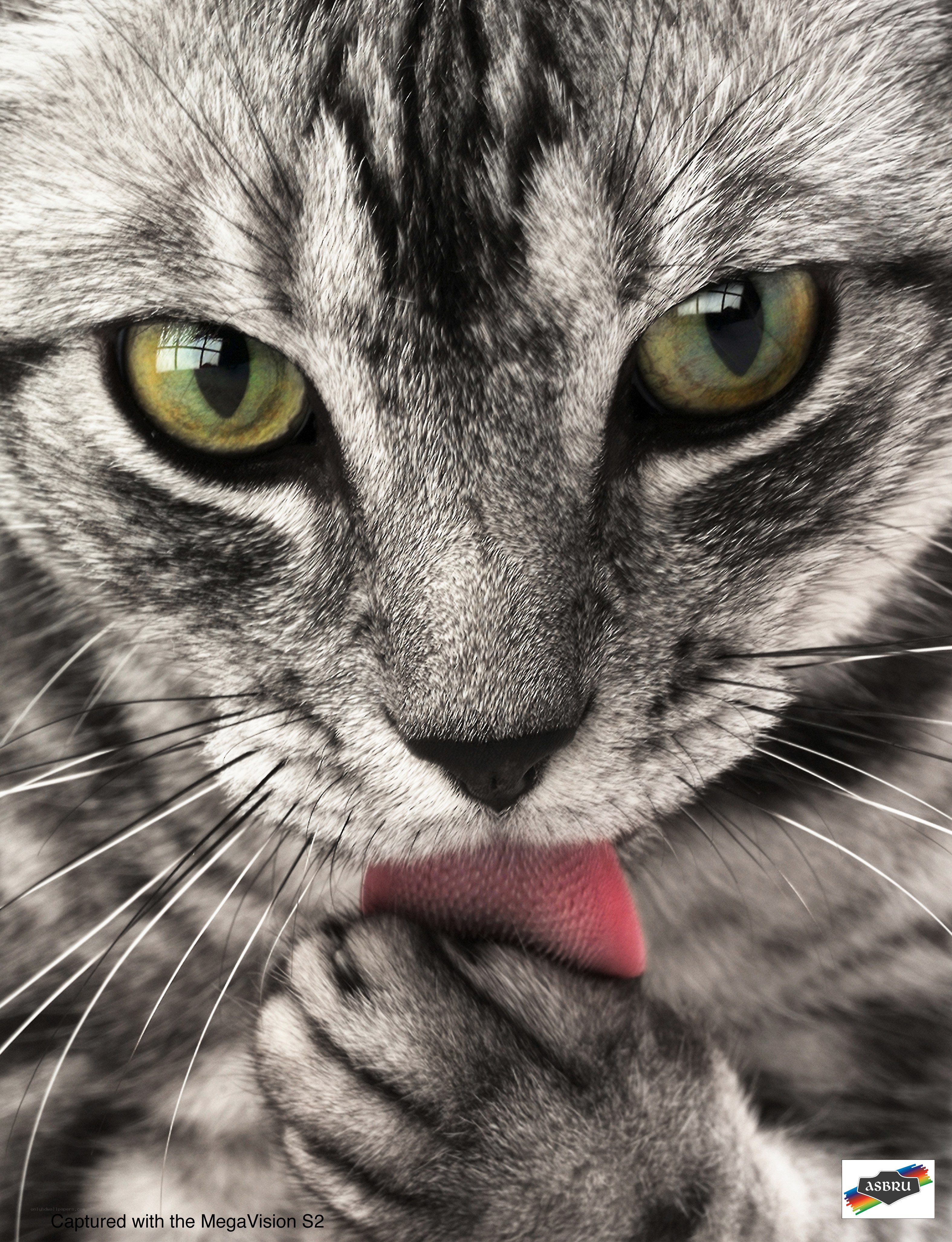 cat licking its paw