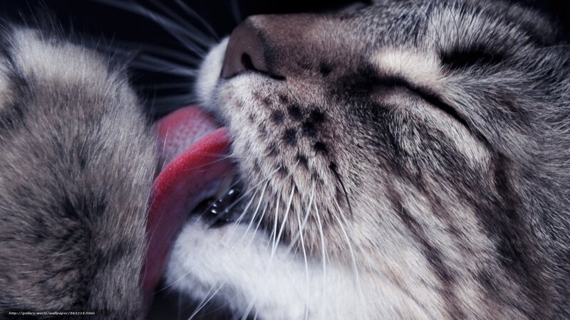 Cat Licking Its Paw — Gray, Calm