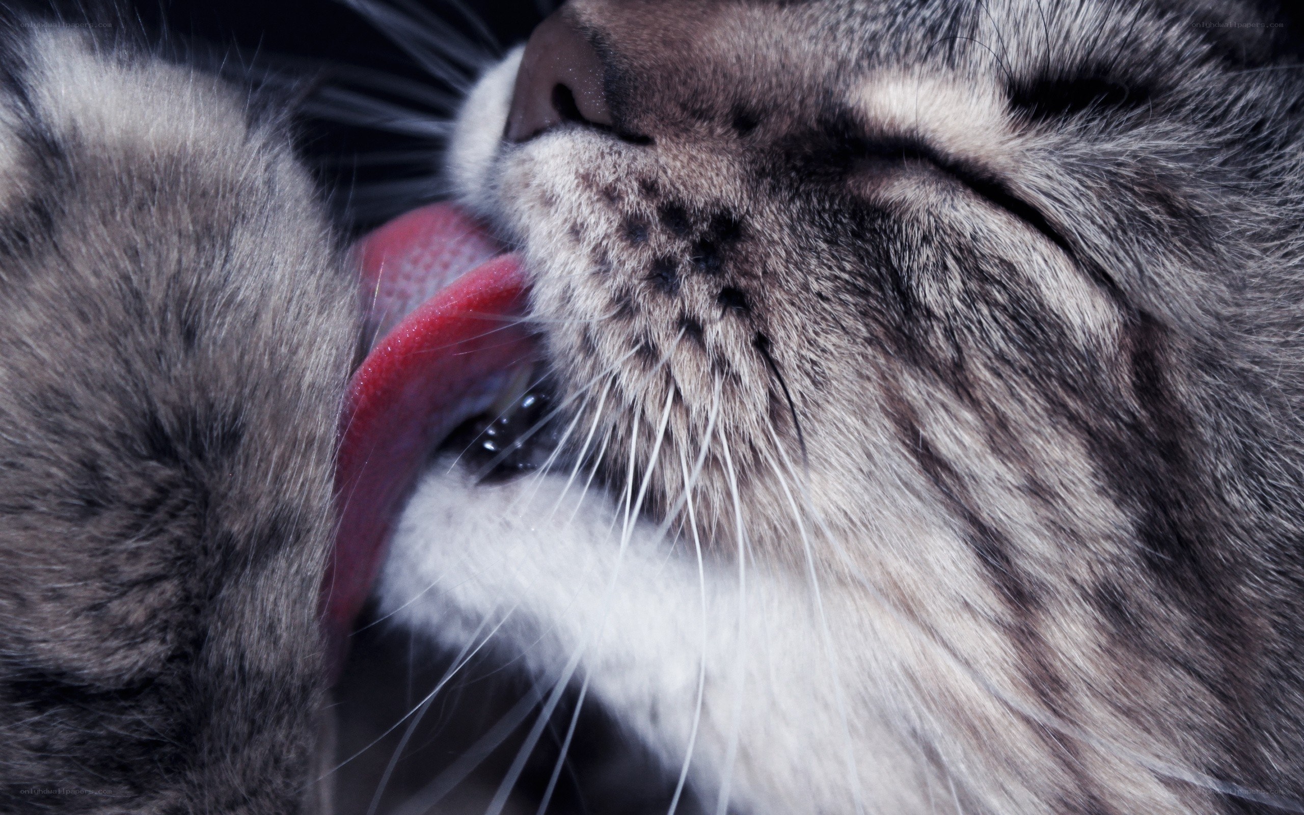 cat licking its paw