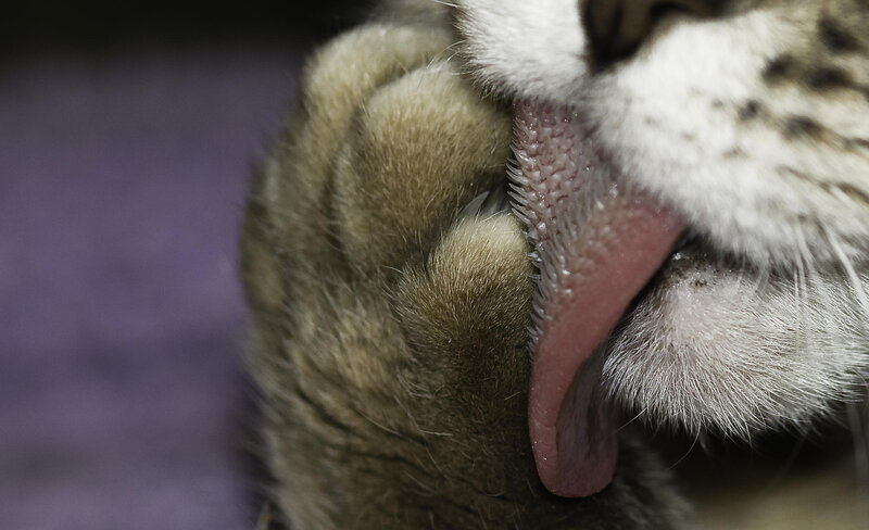 Cat Licking Paw