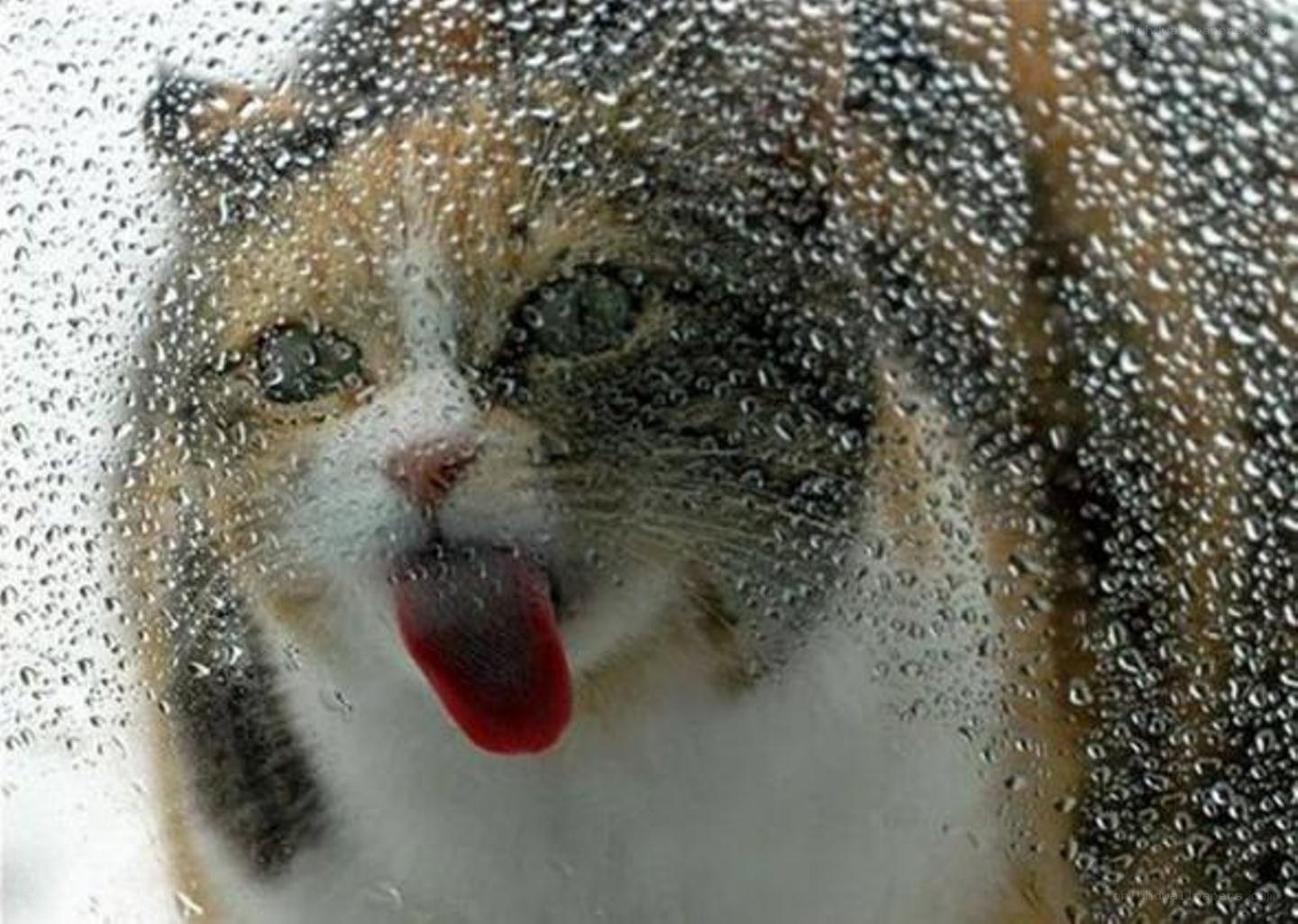 cat licking rain-covered glass