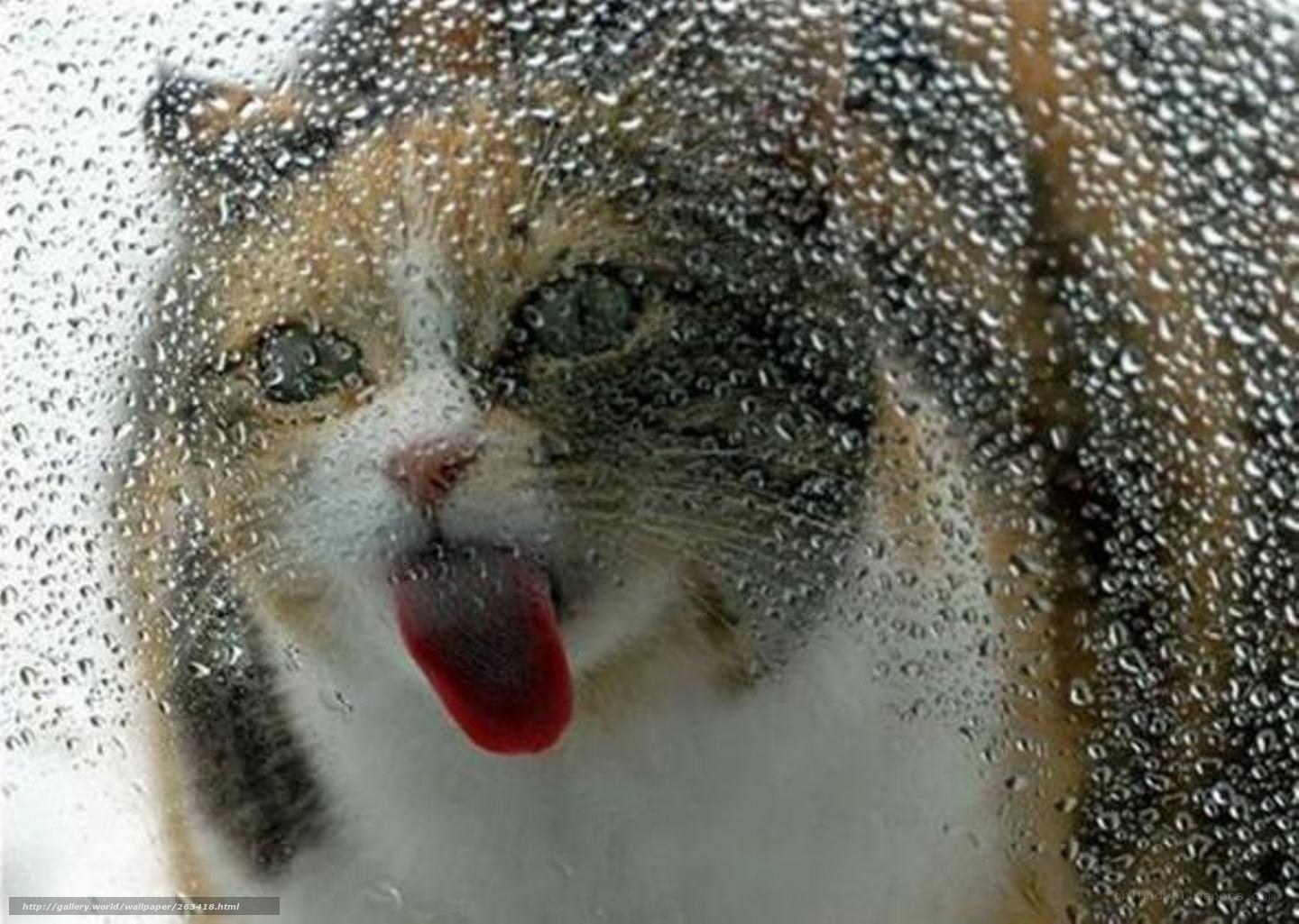 cat licking rain-covered glass