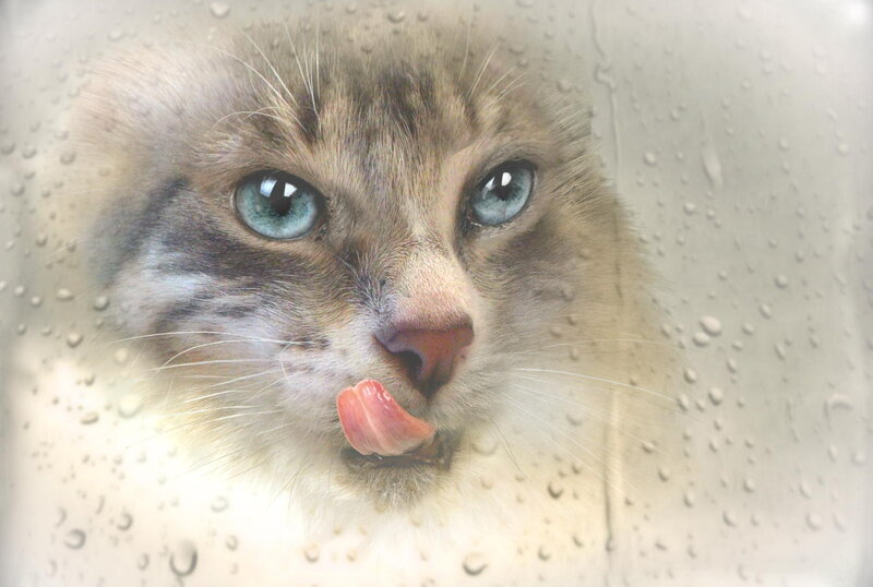 Cat Licking Window