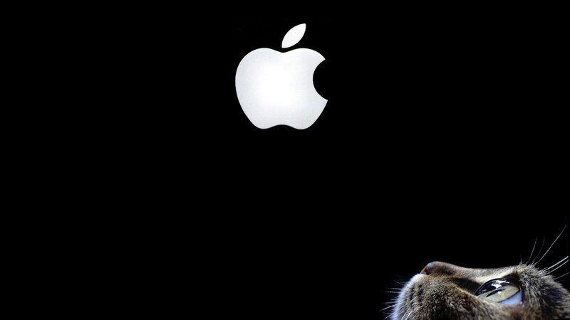 cat looking at apple logo