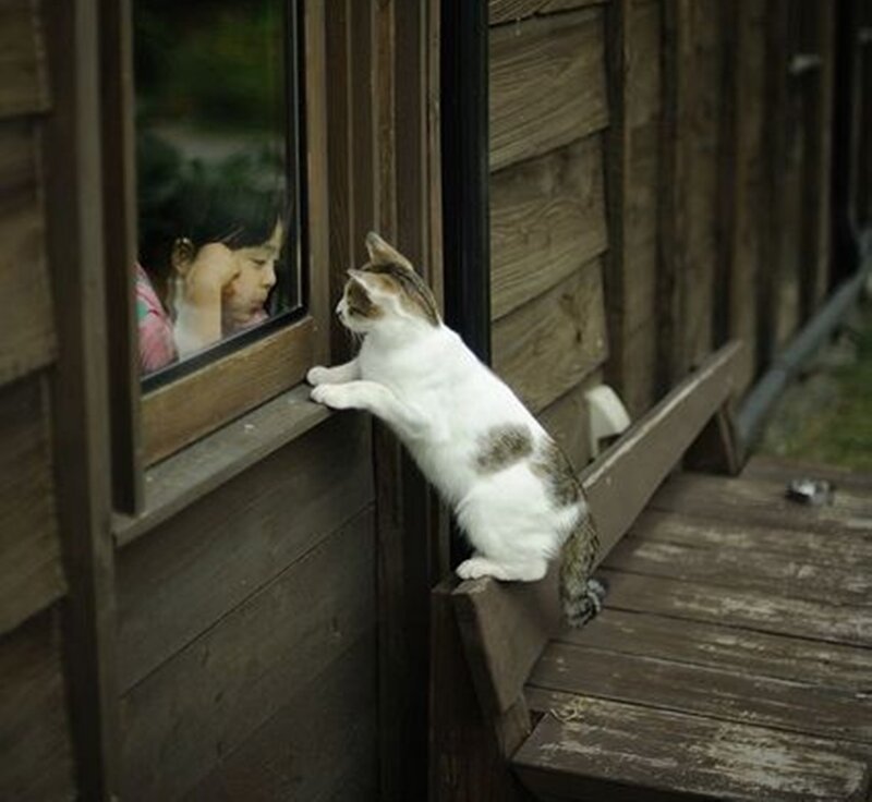 Cat Looking at Child
