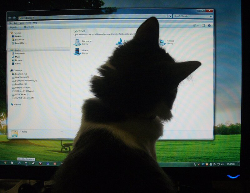 Cat Looking at Computer