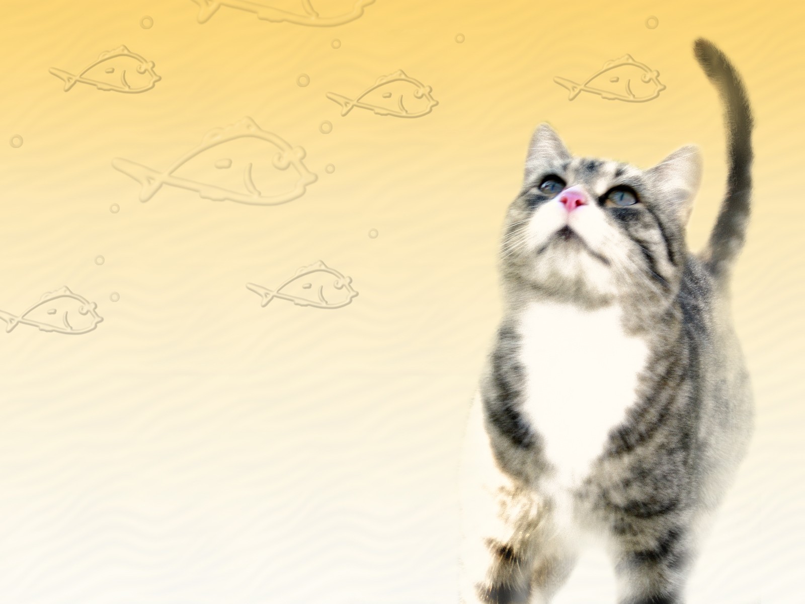cat looking at fish