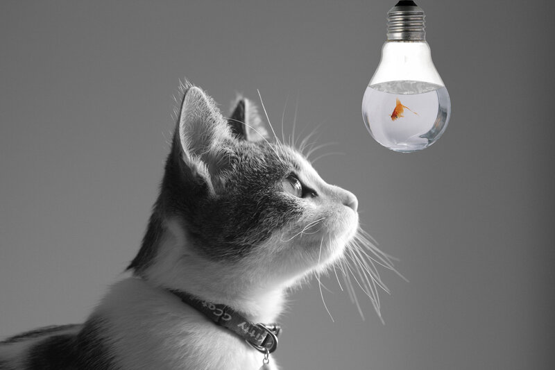Cat Looking at Goldfish