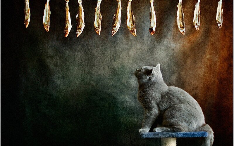 cat looking at hanging fish