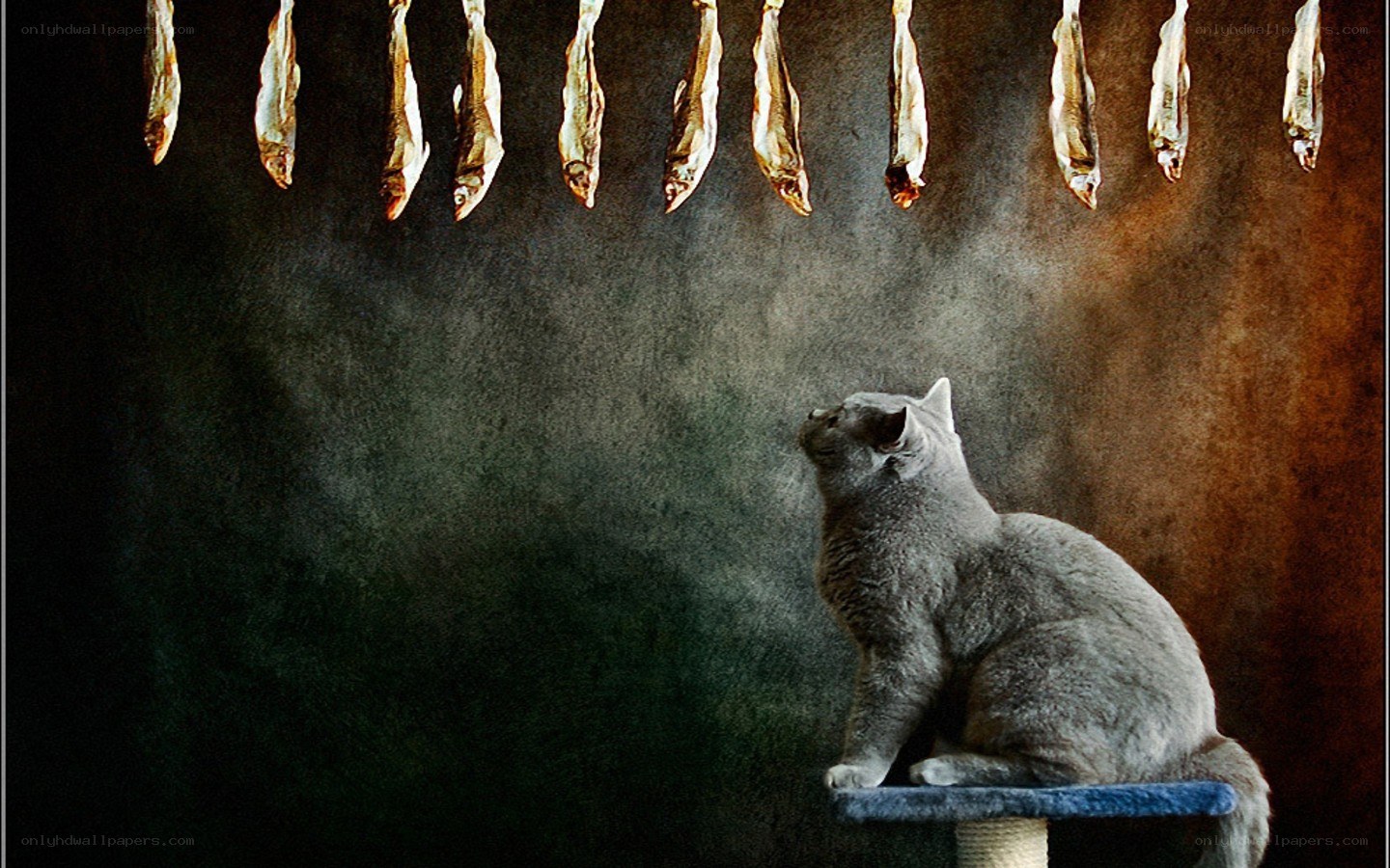 cat looking at hanging fish