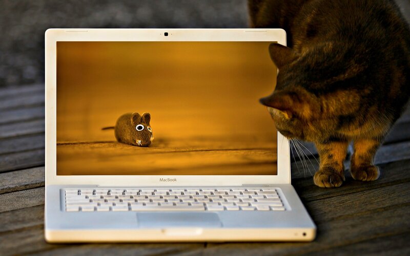 Cat Looking at Laptop — Brown