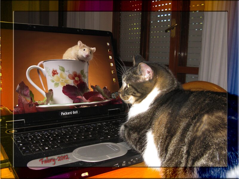 Cat Looking at Laptop