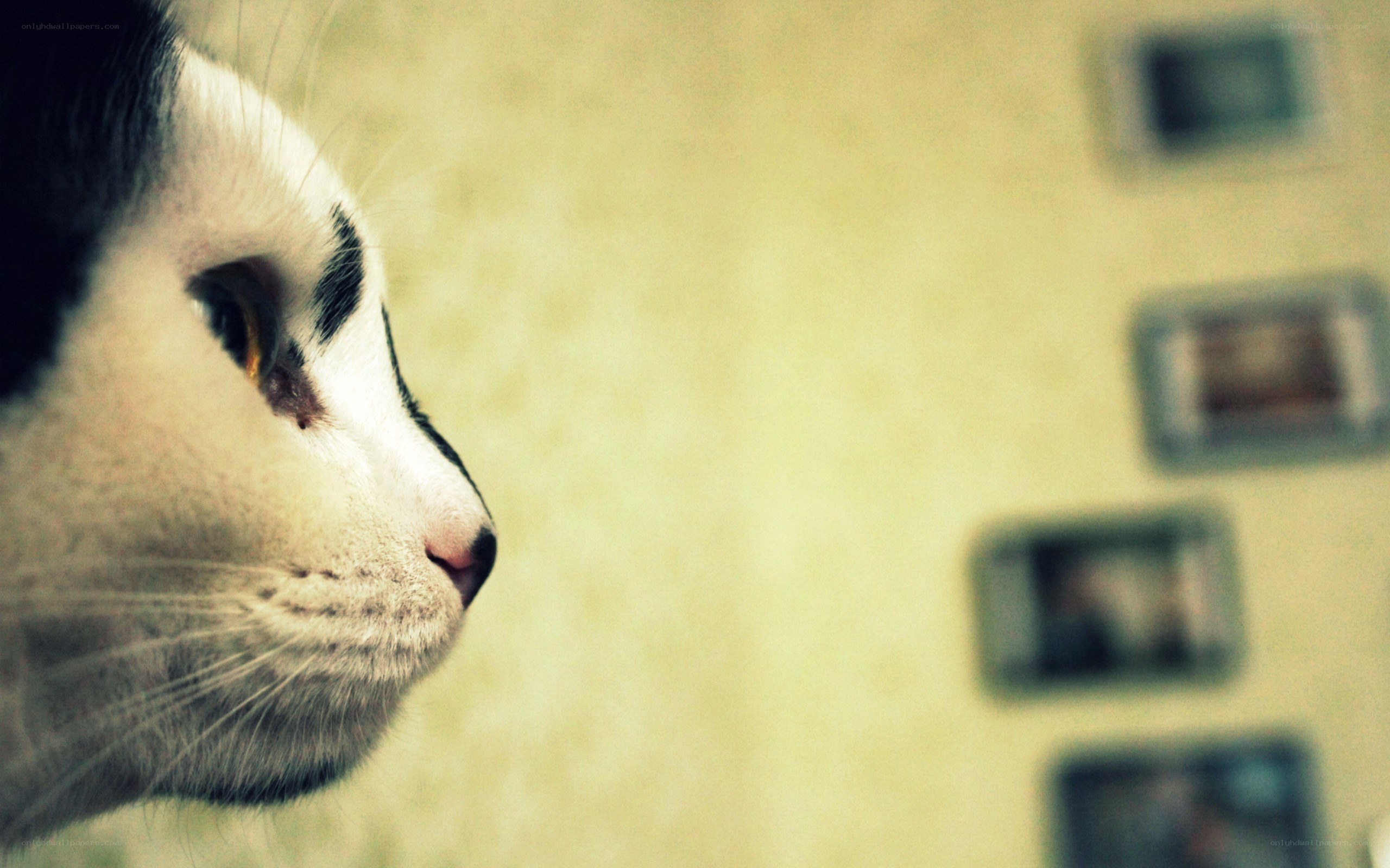 cat looking at photos