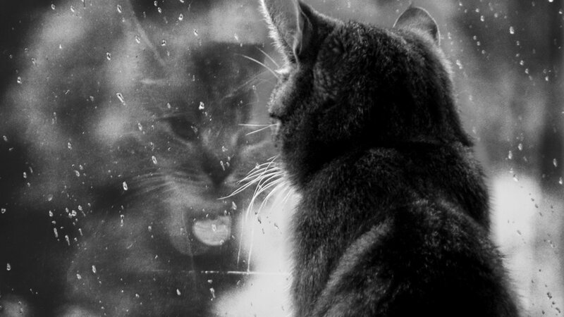 Cat Looking at Reflection — Black, Contemplative, Photograph, Window, Raindrops