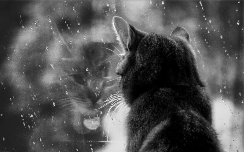 Cat Looking at Reflection — Black, Contemplative, Photograph, Window