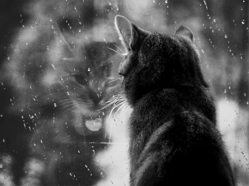 Cat Looking at Reflection — Black, Contemplative