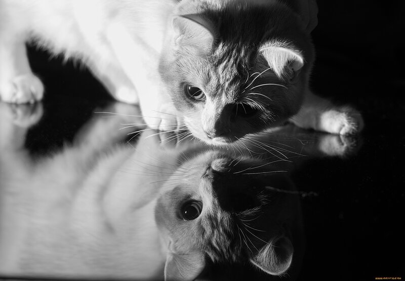 Cat Looking at Reflection — Black, Dramatic, Photograph, Whiskers, Black Background