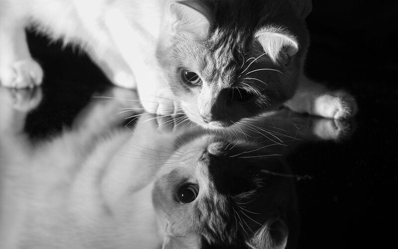 Cat Looking at Reflection — Black, Dramatic, Photograph, Whiskers