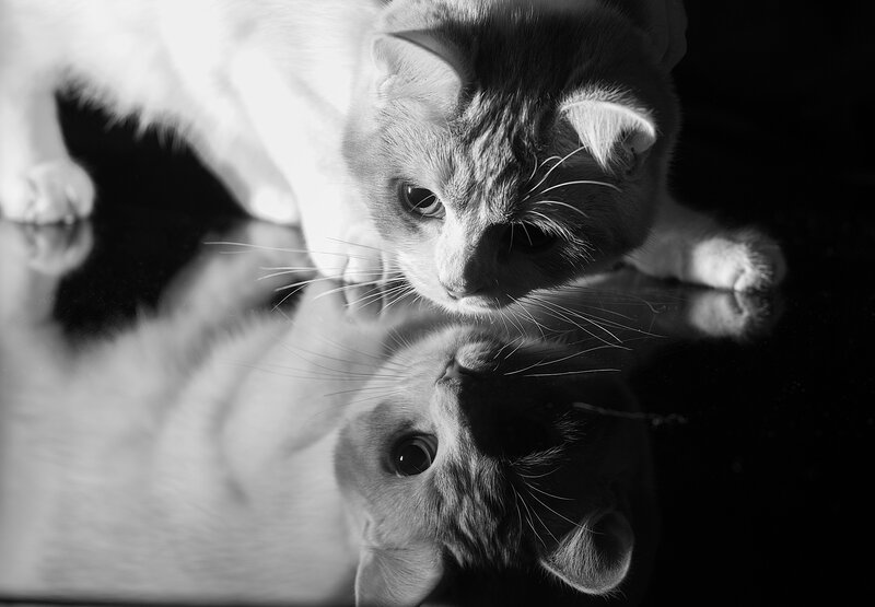 Cat Looking at Reflection — Black, Dramatic