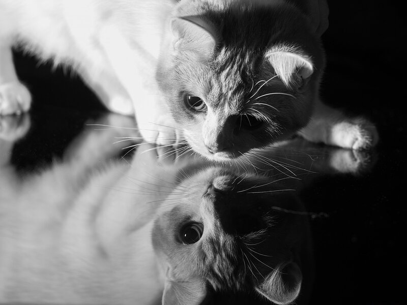 Cat Looking at Reflection — Black