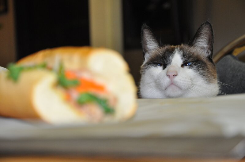 Cat Looking at Sandwich