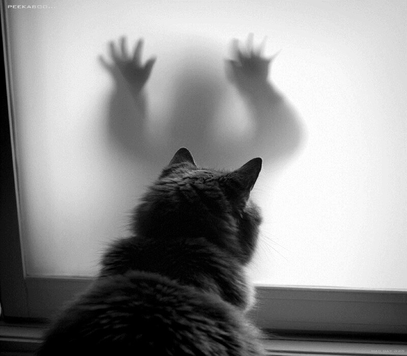 Cat Looking at Window