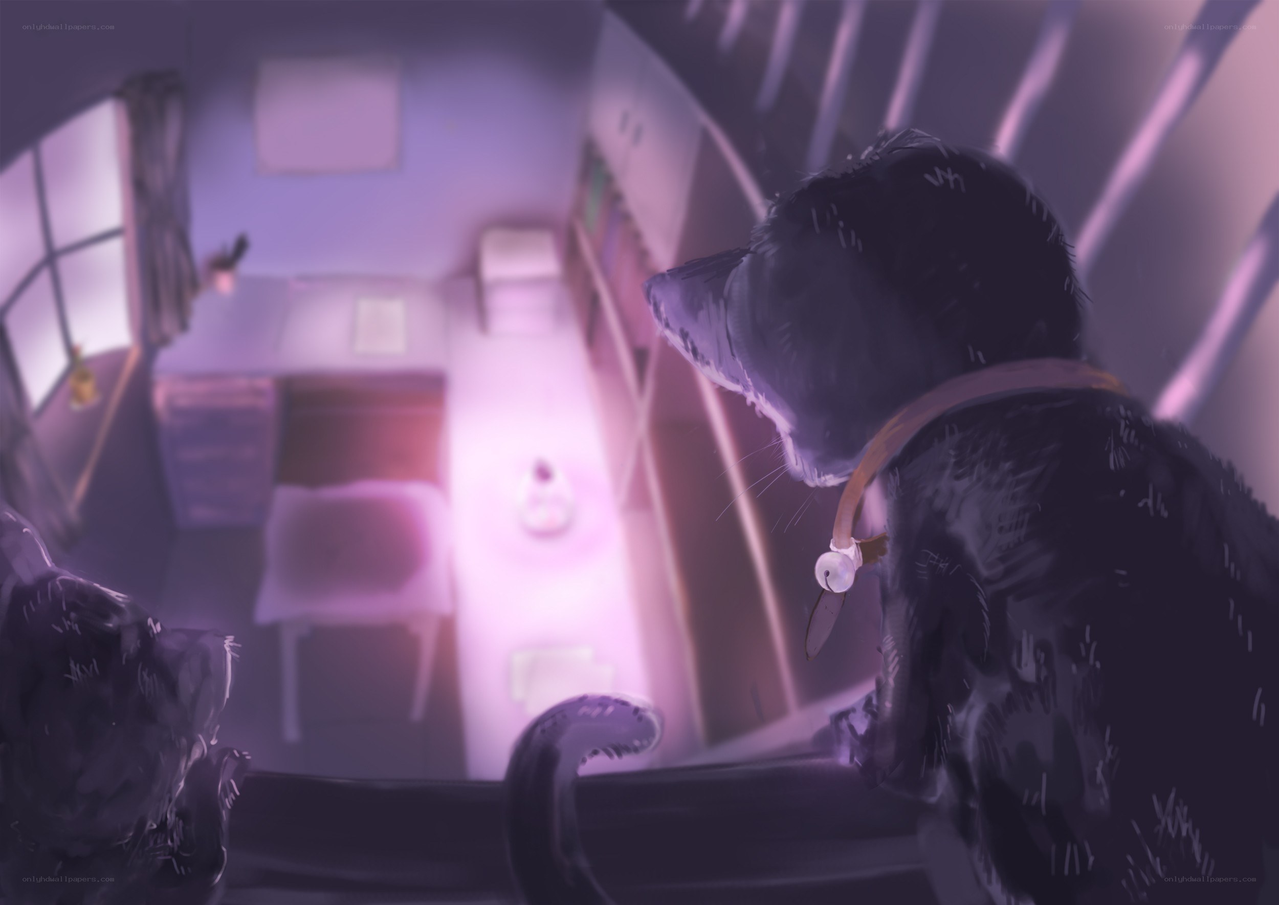 cat looking down a hallway