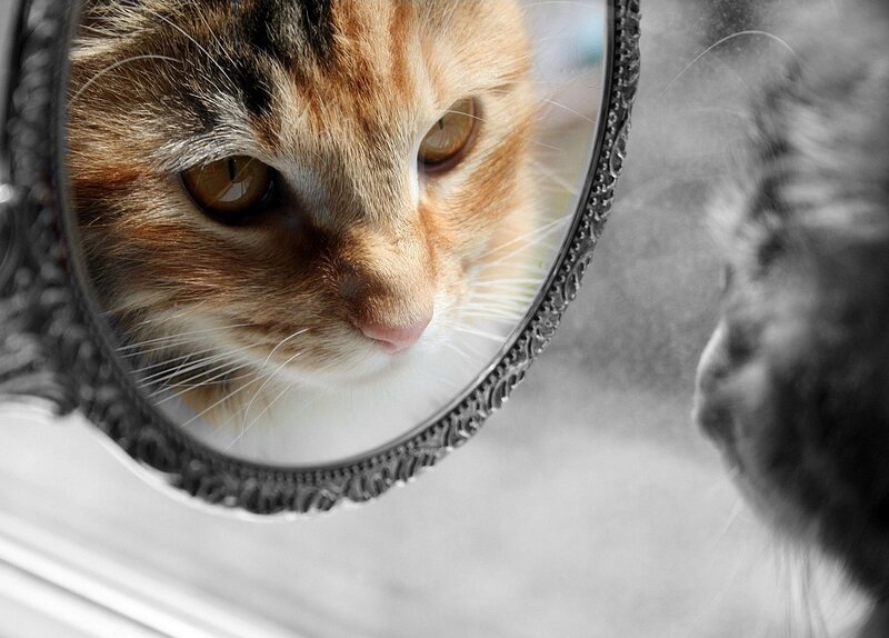 cat looking in mirror