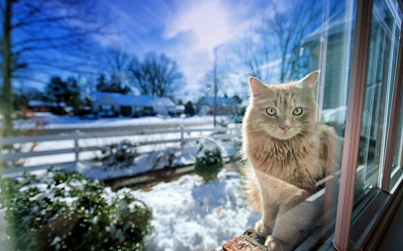 Cat looking out a snowy window