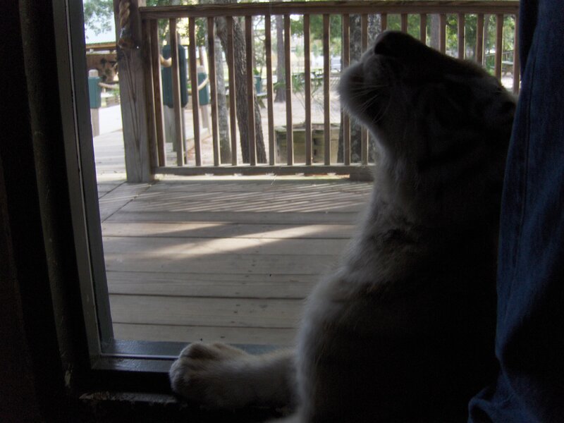 cat looking out a window
