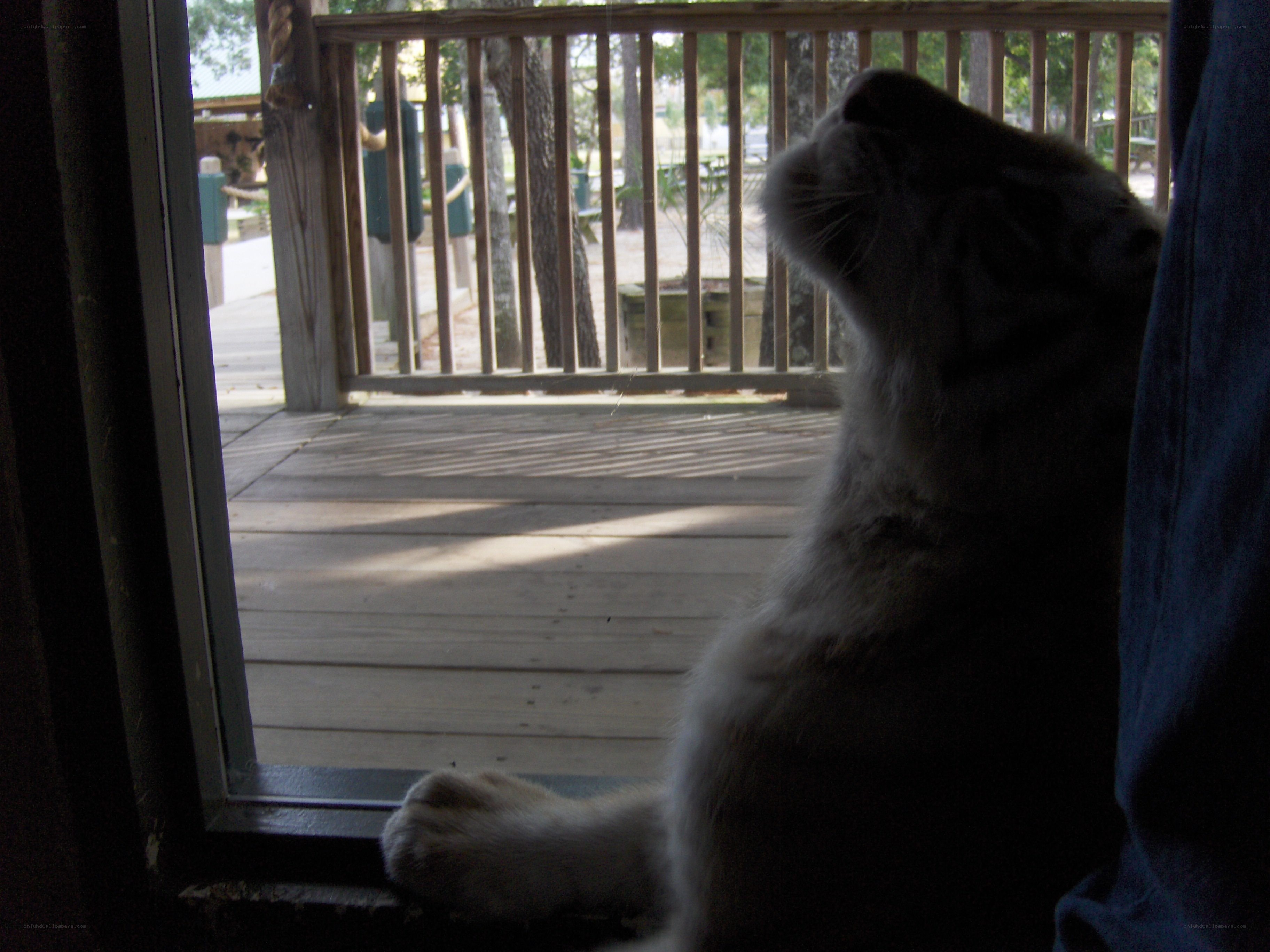 cat looking out a window