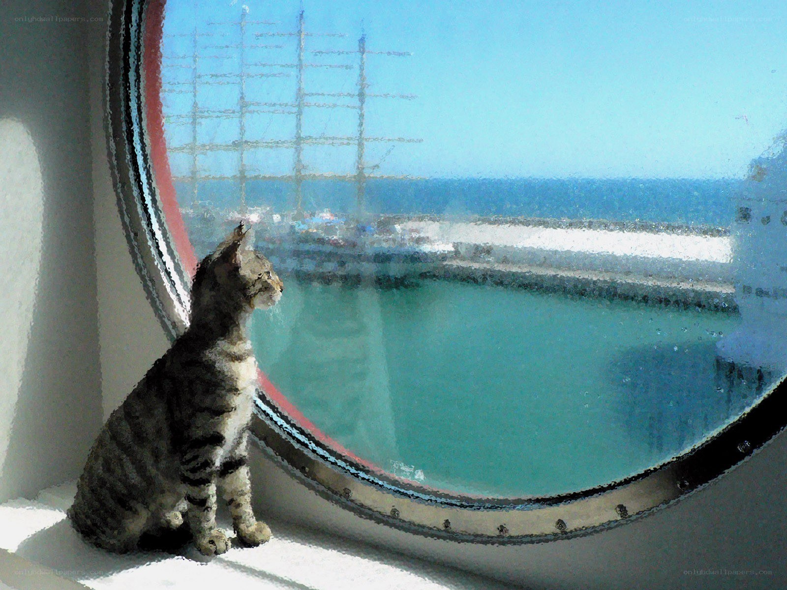 Cat looking out porthole