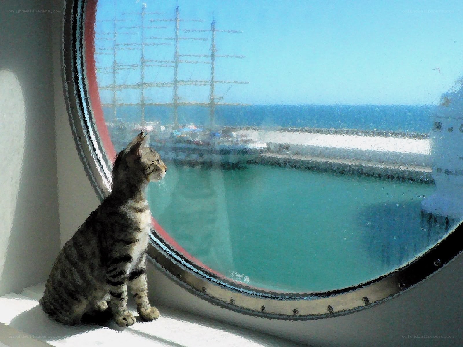 cat looking out porthole