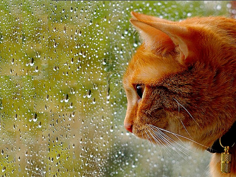 cat looking out rainy window
