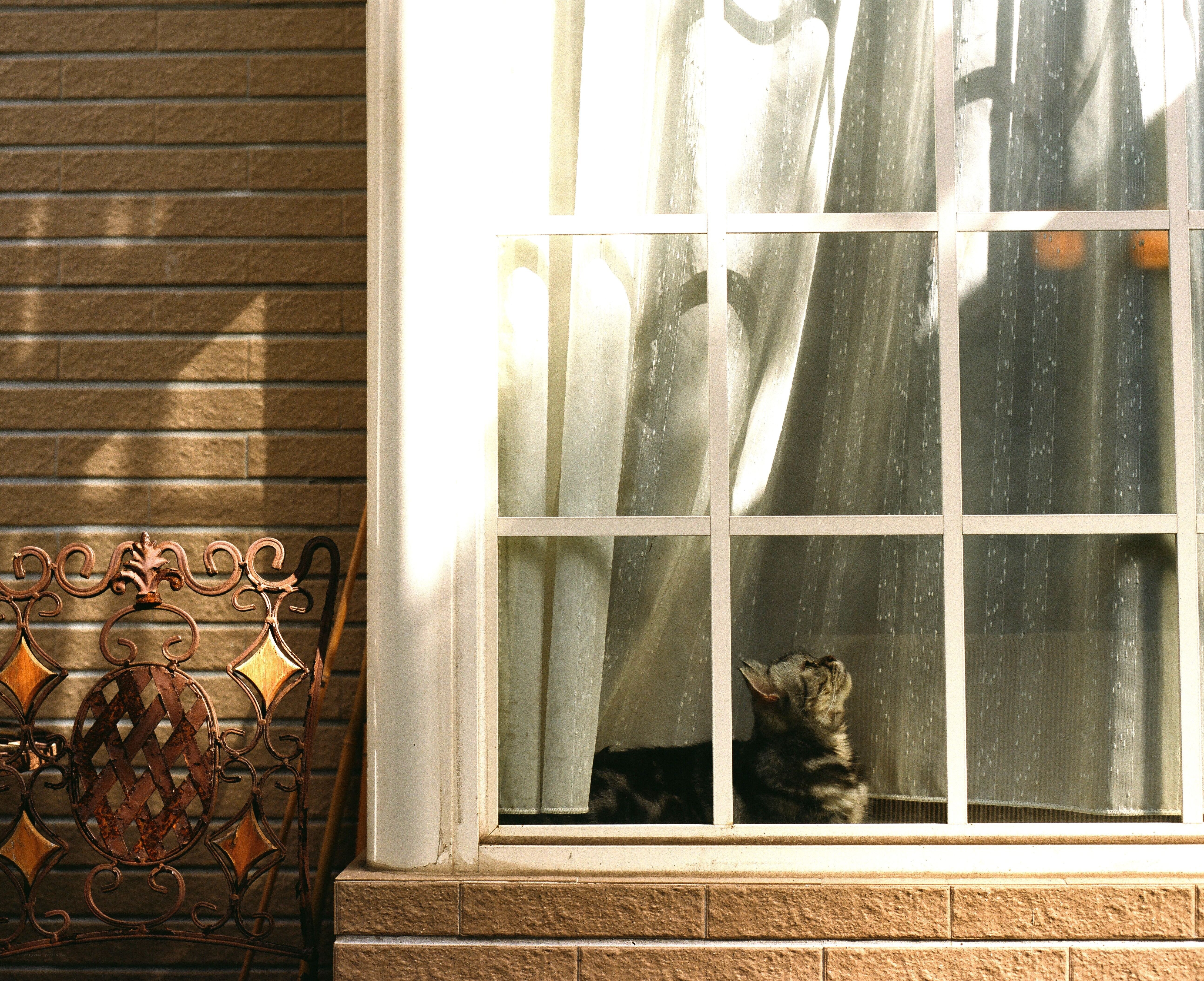 Cat looking out the window