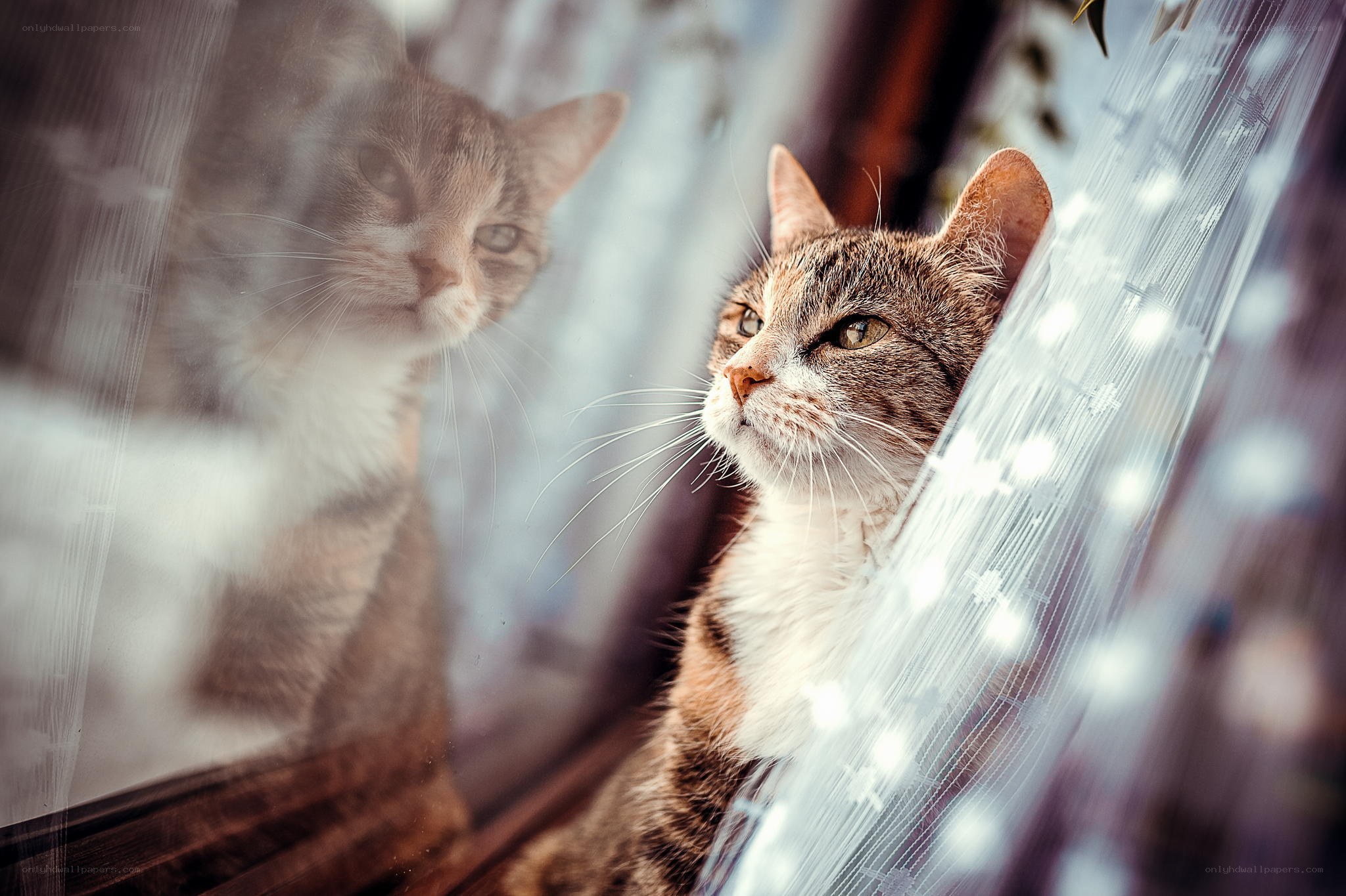 Cat looking out window
