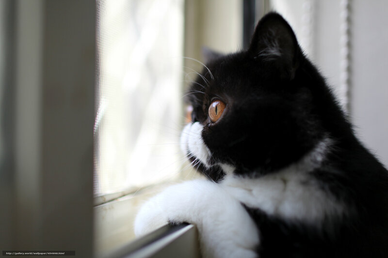 cat looking out window