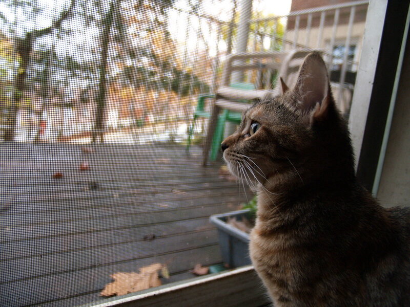 cat looking out window