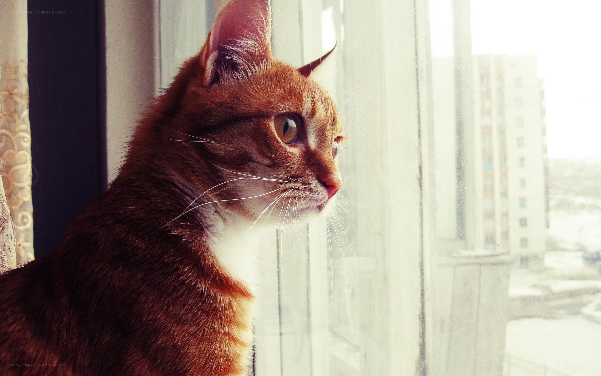 cat looking out window