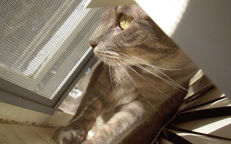 cat looking out window