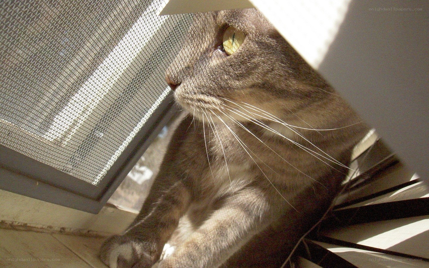 cat looking out window