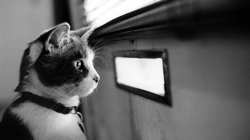 cat looking out window