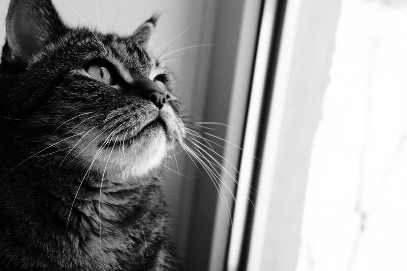 cat looking out window