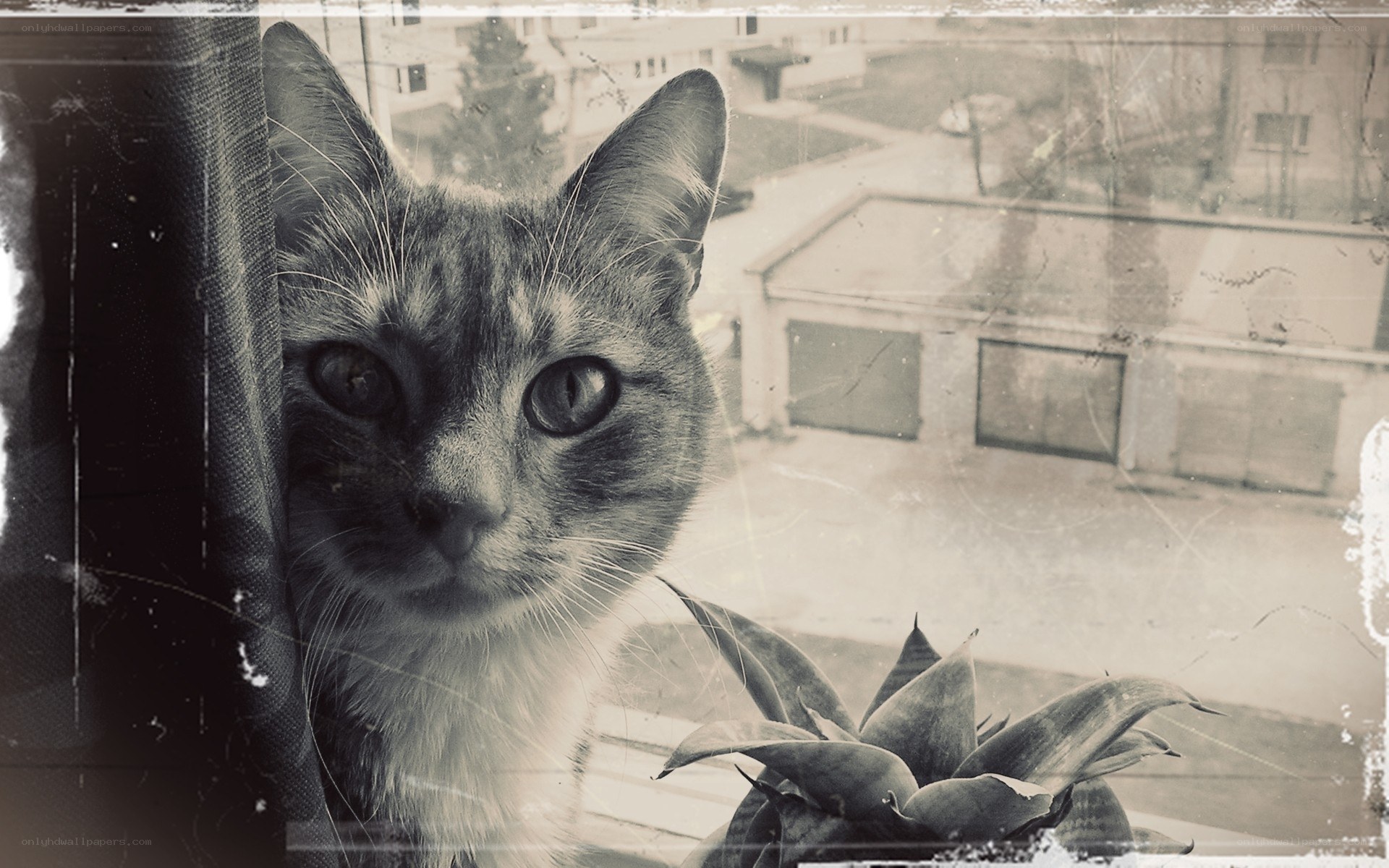 cat looking out window