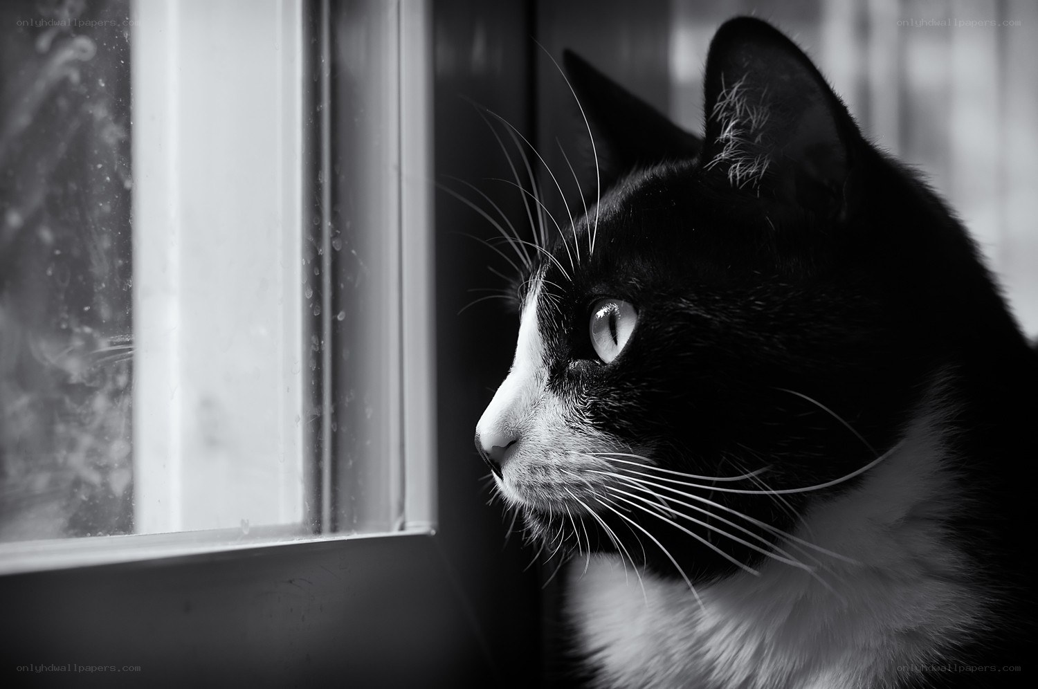 cat looking out window