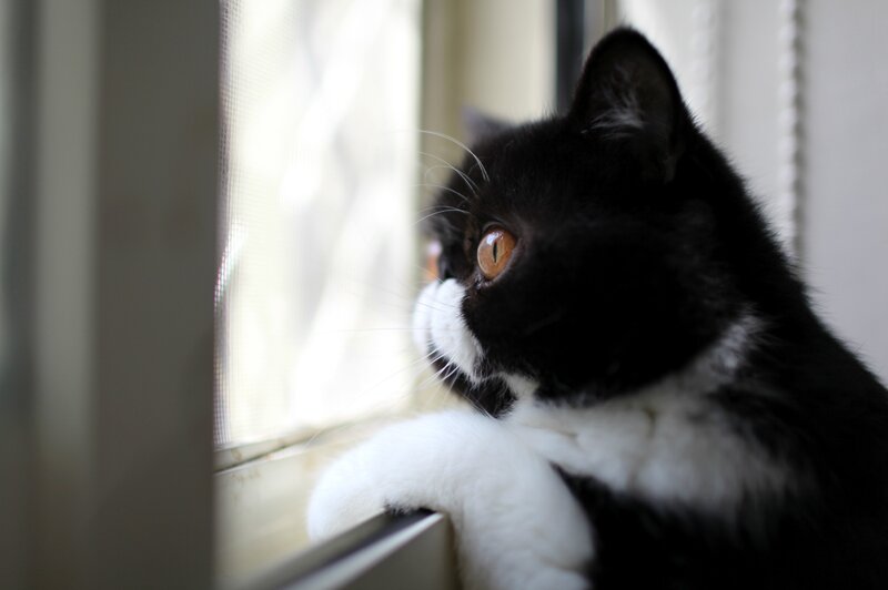 cat looking out window