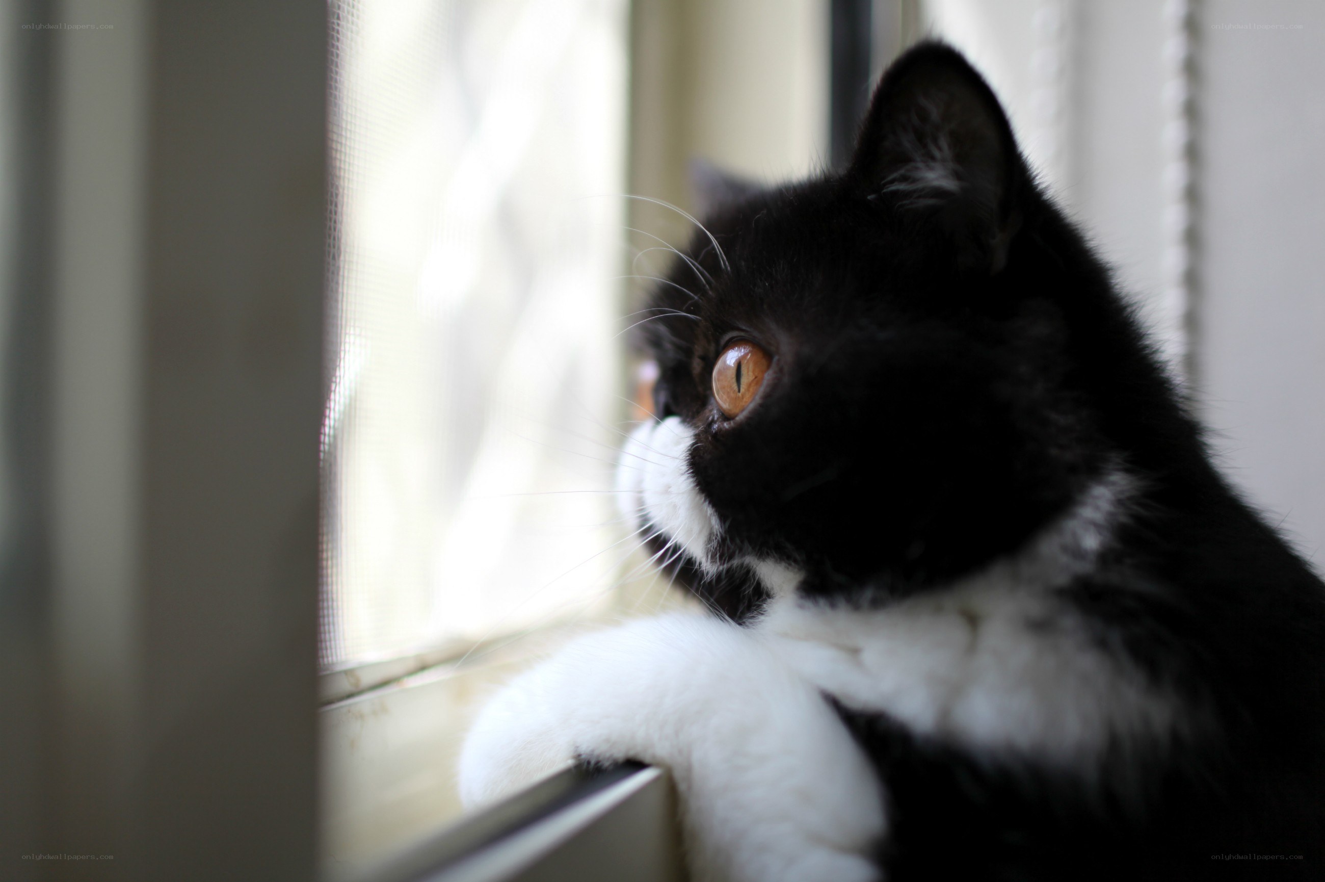cat looking out window